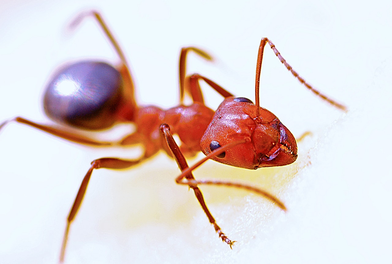 Fire ant macro image