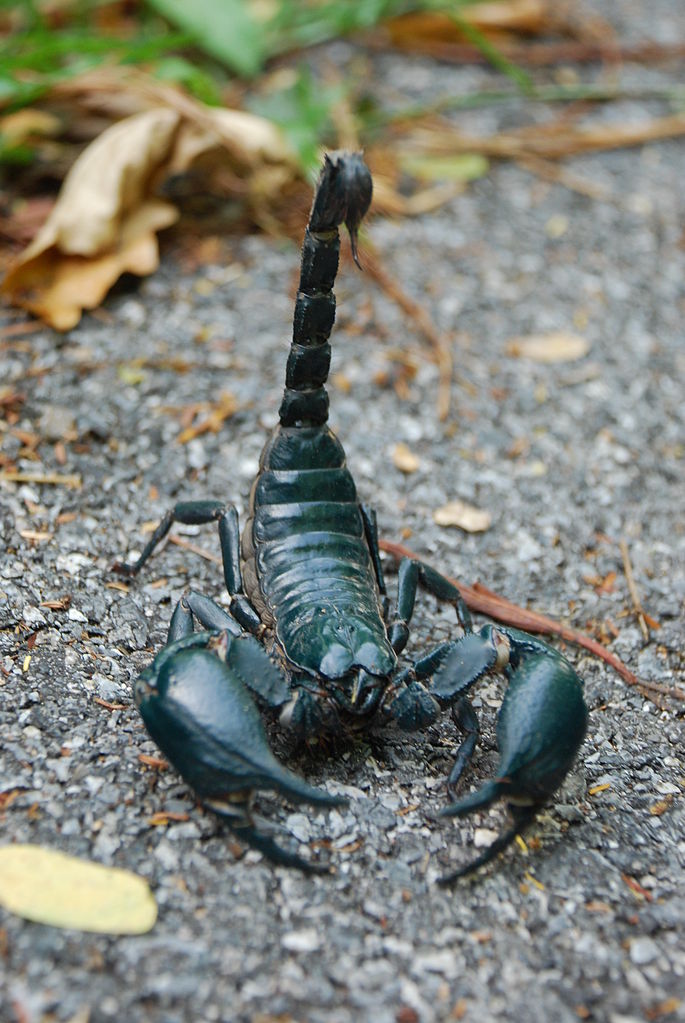 Asian Forest Scorpion