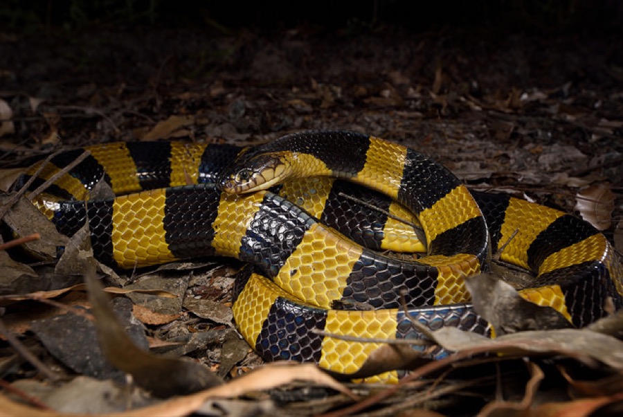 Banded krait