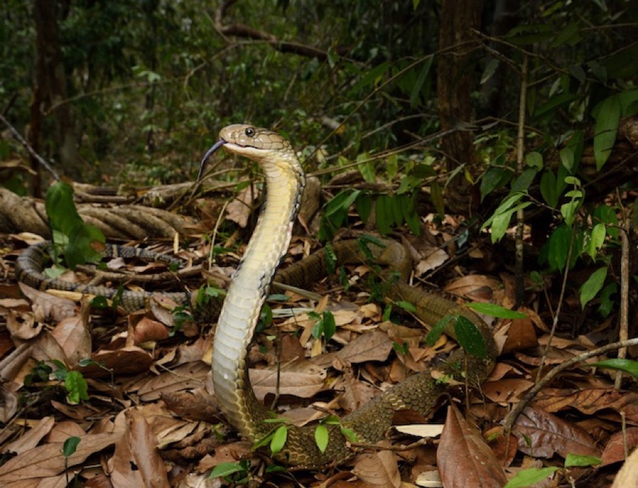 King cobra