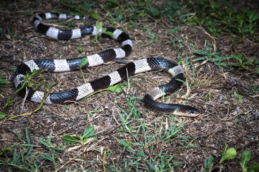 Malayan blue krait