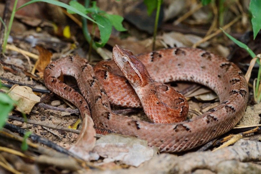 A well-camouflaged, lurking pit viper