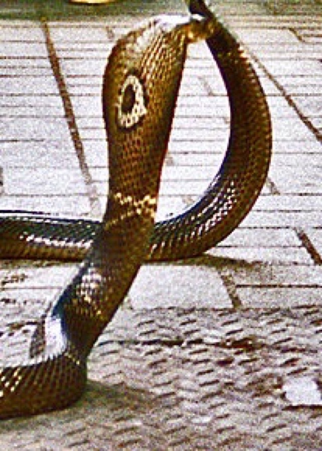 Monocled cobra pattern