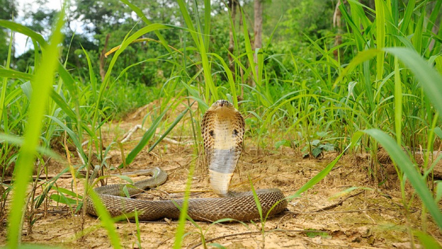 Monocled cobra