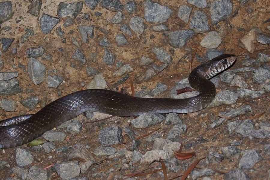 Oriental ratsnake