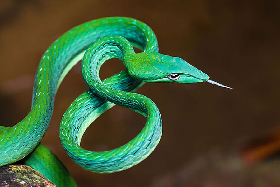 Oriental whipsnake