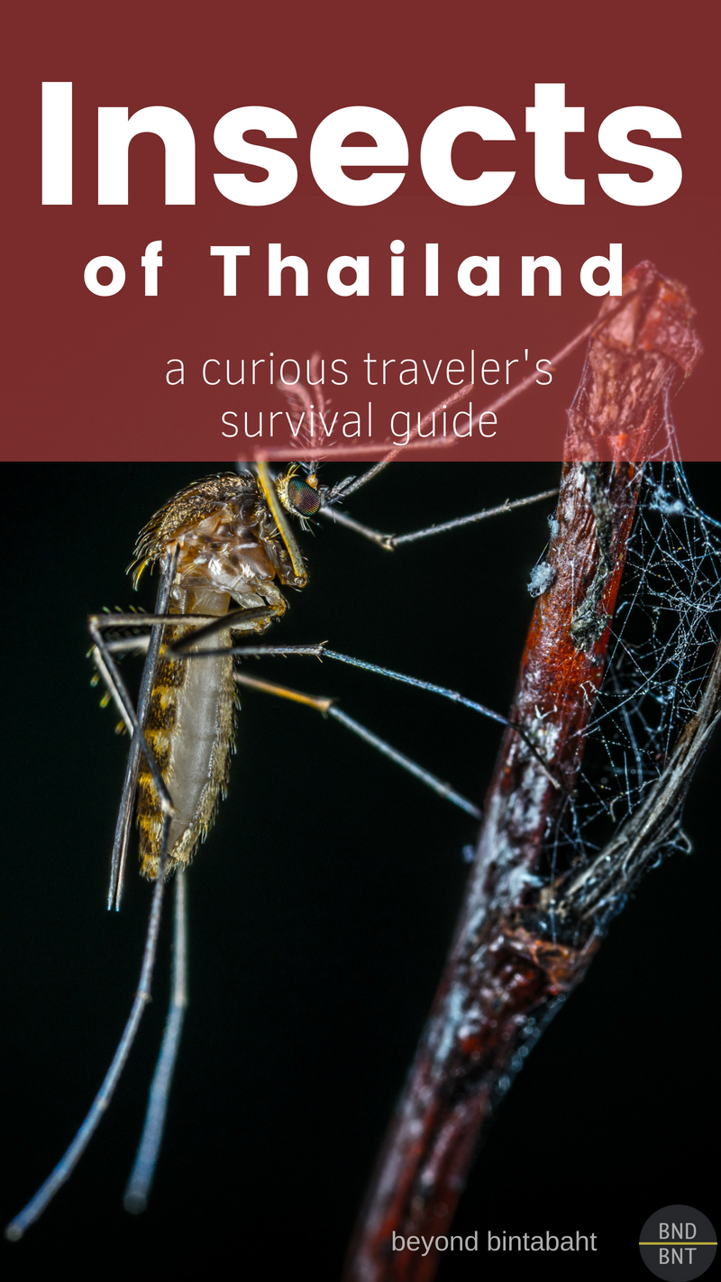 Thailand's diverse fauna includes numerous insects - some of them can be quite an annoyance, and some even life-threatening. Read what every traveler should know. #insect #mosquito #thailand #spider #scorpion #centipede