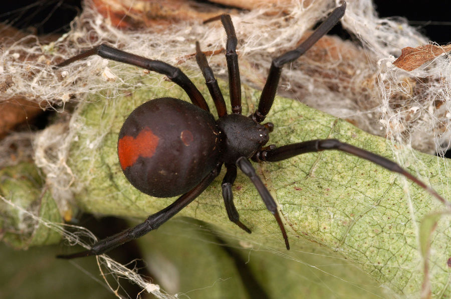 Redback Spider (Latrodectus hasseltii)