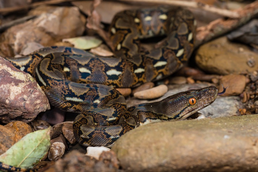 Reticulated python