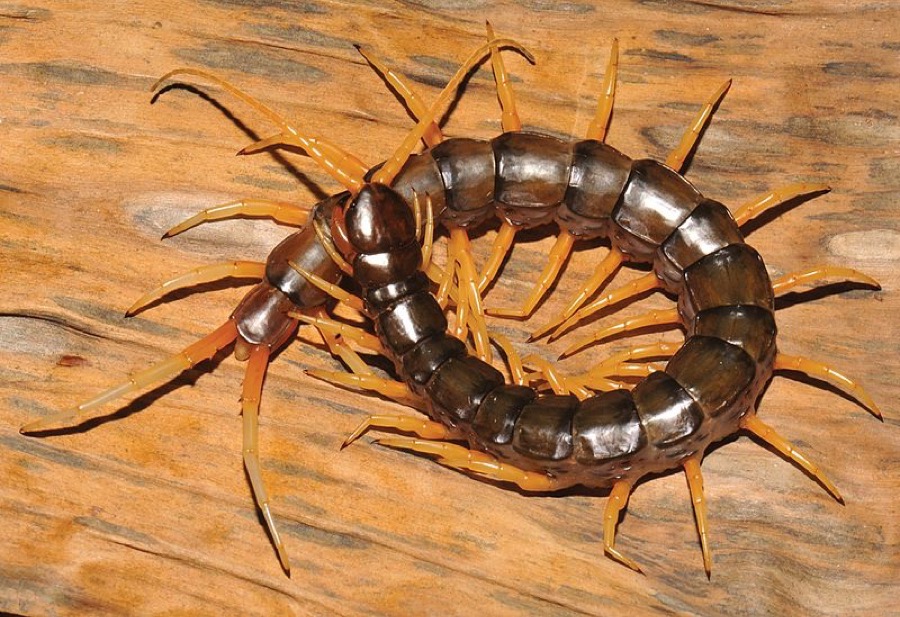 Waterfall Centipede Scolopendra Cataracta