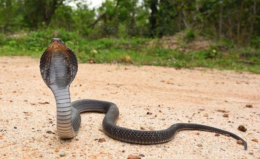 Siamese spitting cobra