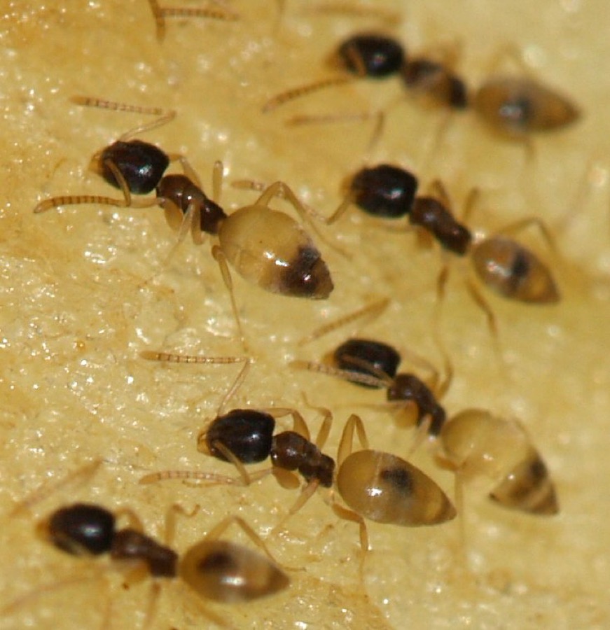 Sugar ants feeding on an apple