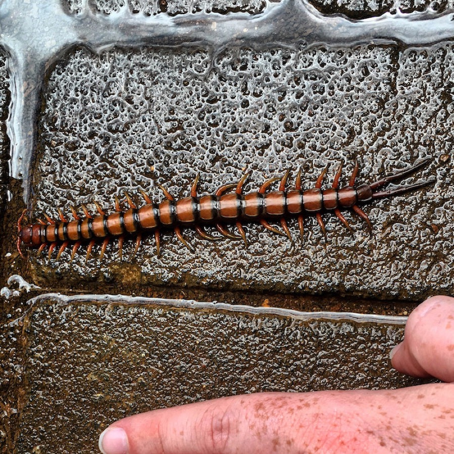 Vietnamese Centipede Scolopendra Subspinipes size comparison